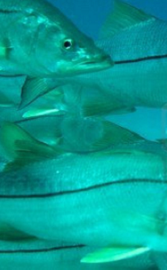 bait_bucket_aerator_bait